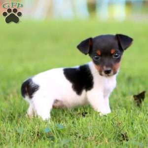 Amy, Jack Russell Terrier Puppy