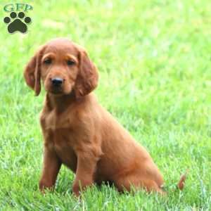 Amy, Irish Setter Puppy