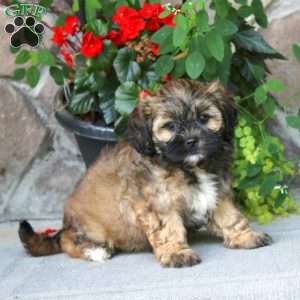 Amy, Shih-Poo Puppy