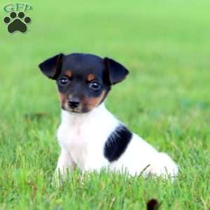 Amy, Jack Russell Terrier Puppy