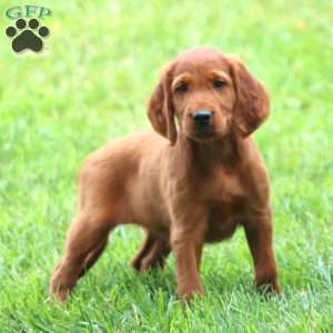 Amy, Irish Setter Puppy