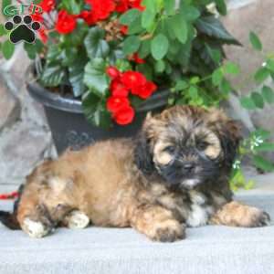 Amy, Shih-Poo Puppy