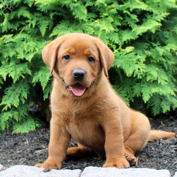 Anchor, Fox Red Labrador Retriever Puppy
