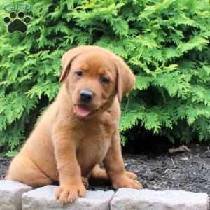 Anchor, Fox Red Labrador Retriever Puppy