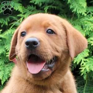 Anchor, Fox Red Labrador Retriever Puppy