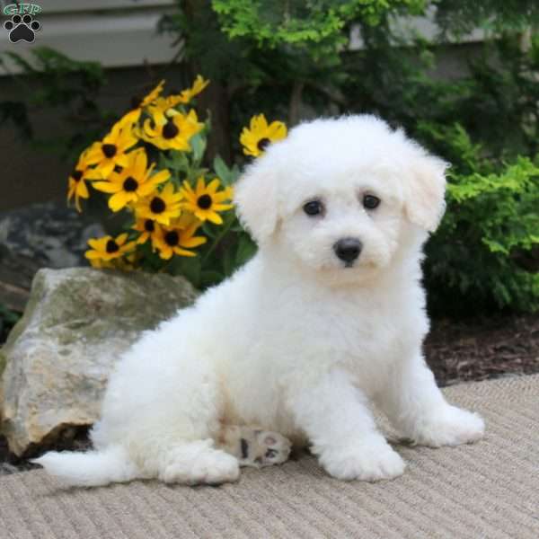 Andre, Bichon Frise Puppy