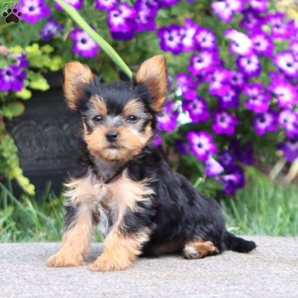 Andre, Yorkie Puppy