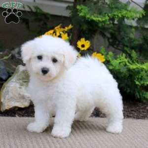 Andre, Bichon Frise Puppy