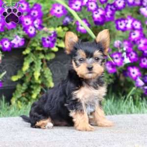 Andre, Yorkie Puppy
