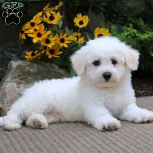 Andre, Bichon Frise Puppy
