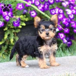 Andre, Yorkie Puppy