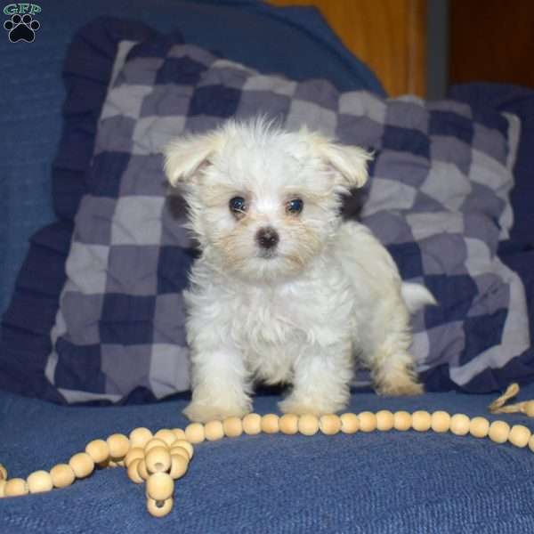 Andrew, Maltese Puppy