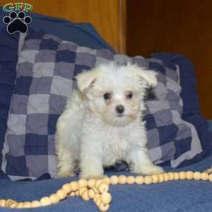 Andrew, Maltese Puppy