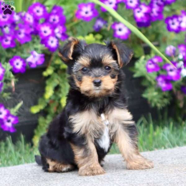 Andrian, Yorkie Puppy
