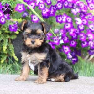 Andrian, Yorkie Puppy