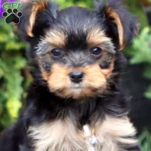 Andrian, Yorkie Puppy
