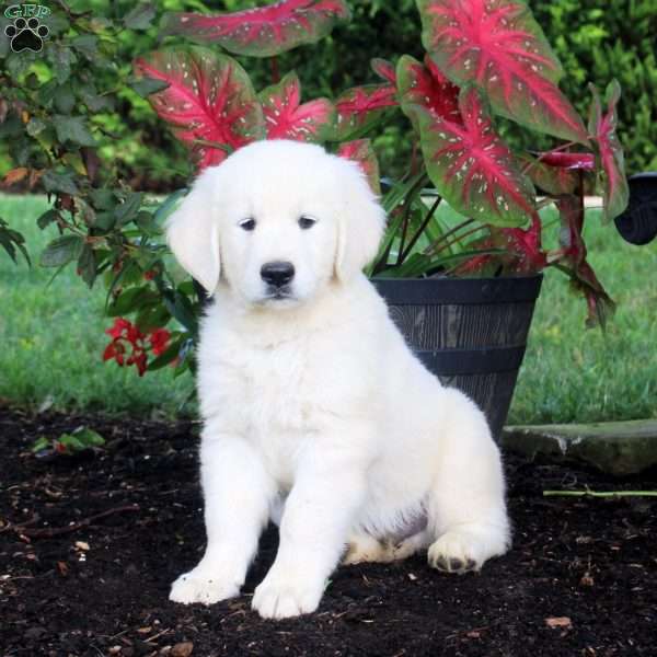Andy, English Cream Golden Retriever Puppy