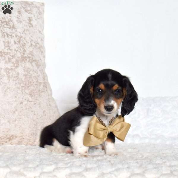 Andy, Dachshund Puppy