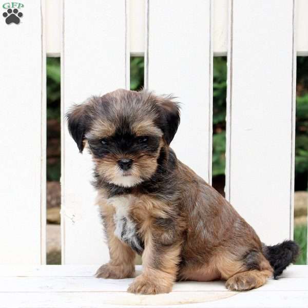 Andy, Shorkie Puppy