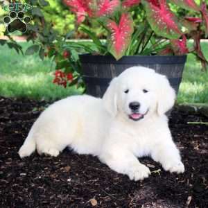 Andy, English Cream Golden Retriever Puppy
