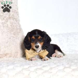 Andy, Dachshund Puppy