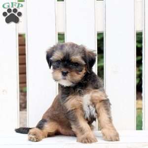 Andy, Shorkie Puppy