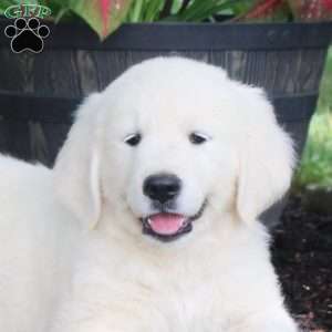 Andy, English Cream Golden Retriever Puppy