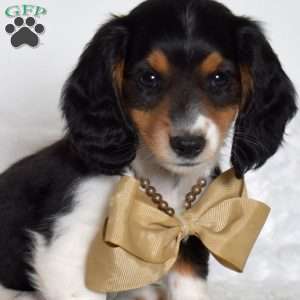 Andy, Dachshund Puppy