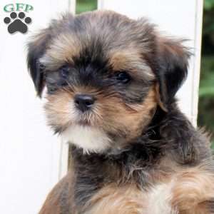 Andy, Shorkie Puppy