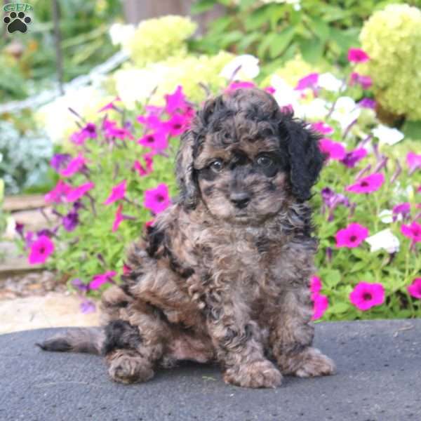 Andy, Cockapoo Puppy