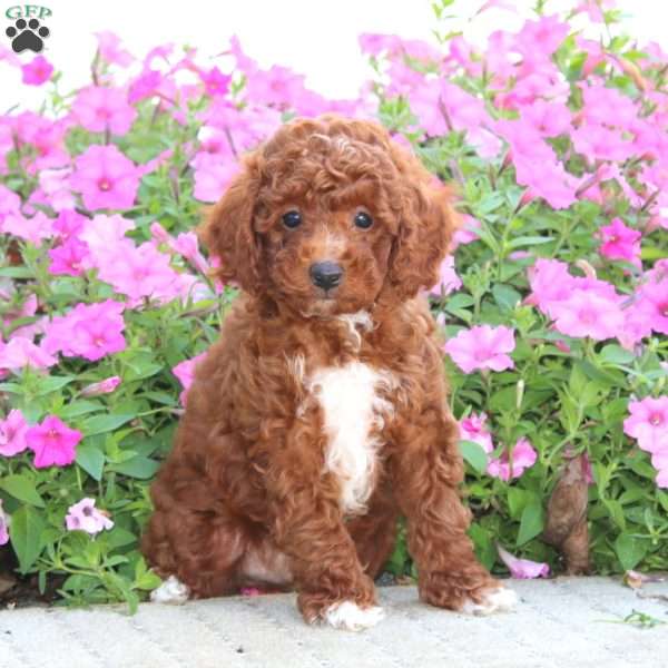 Andy, Miniature Poodle Puppy