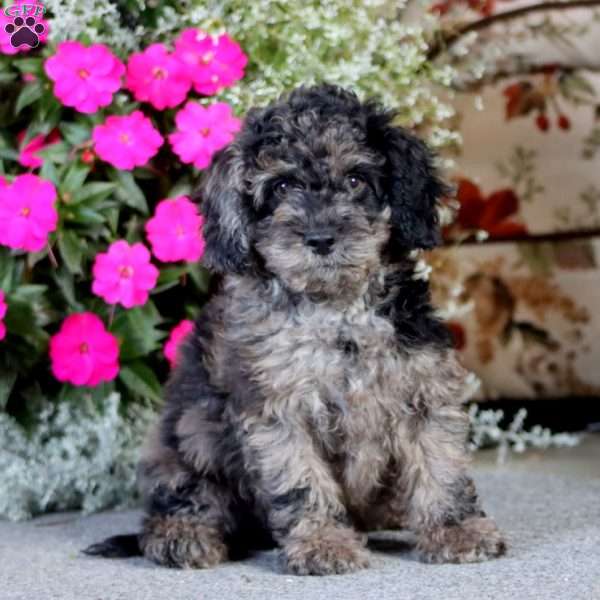 Andy, Cockapoo Puppy