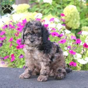 Andy, Cockapoo Puppy