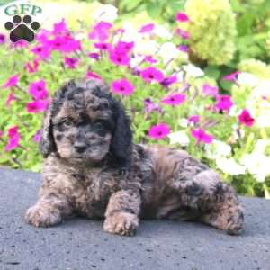 Andy, Cockapoo Puppy