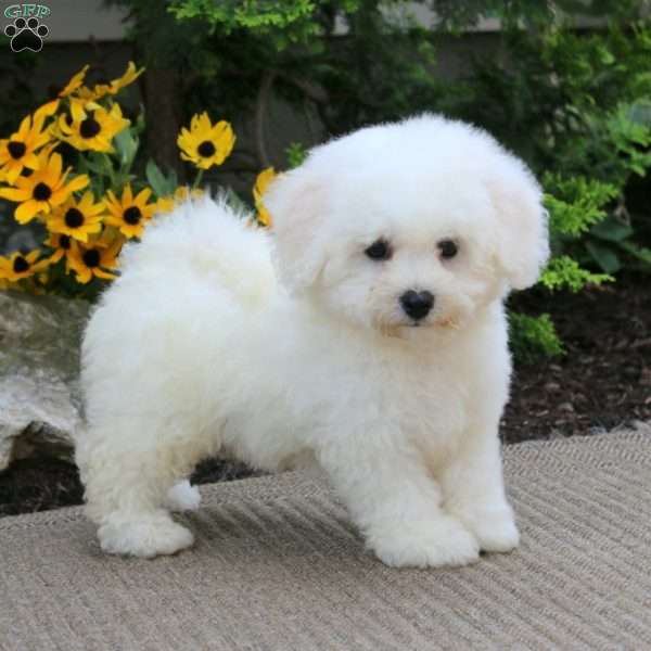 Angela, Bichon Frise Puppy