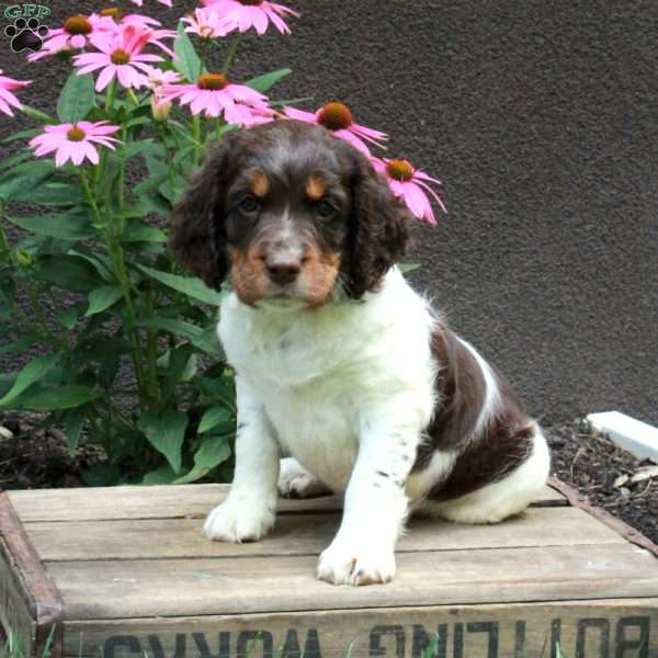 Angelica, English Springer Spaniel Puppy
