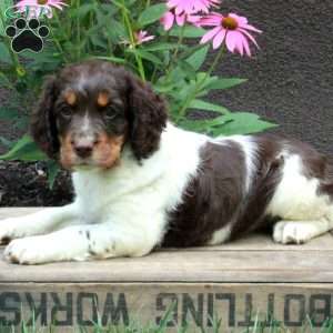 Angelica, English Springer Spaniel Puppy