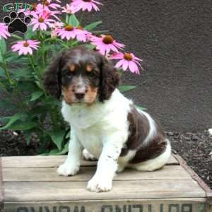 Angelica, English Springer Spaniel Puppy