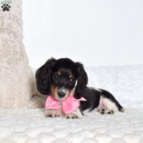 Angie, Dachshund Puppy