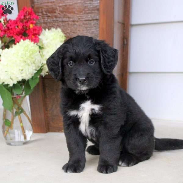 Angie, Bernese Mountain Dog Mix Puppy