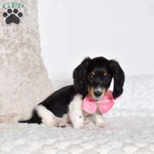 Angie, Dachshund Puppy