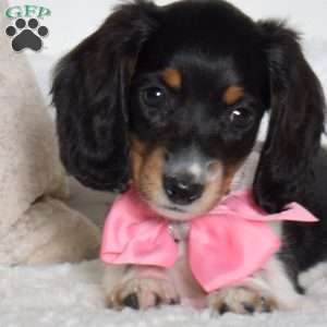 Angie, Dachshund Puppy