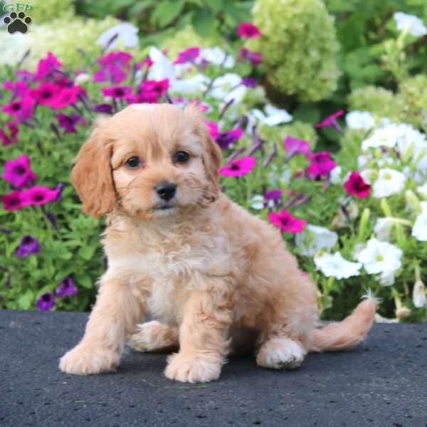 Anita, Cockapoo Puppy