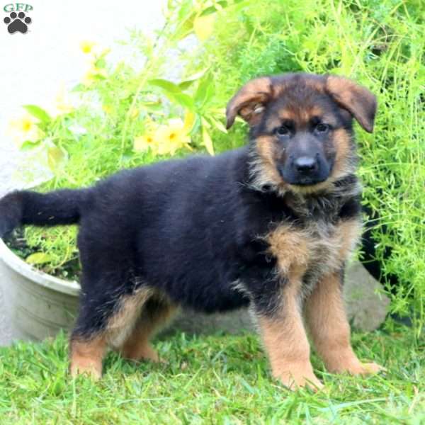 Anita, German Shepherd Puppy