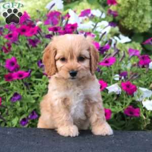 Anita, Cockapoo Puppy