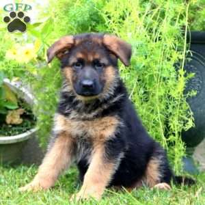 Anita, German Shepherd Puppy