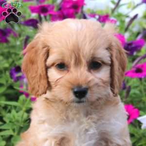 Anita, Cockapoo Puppy