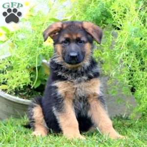 Anita, German Shepherd Puppy