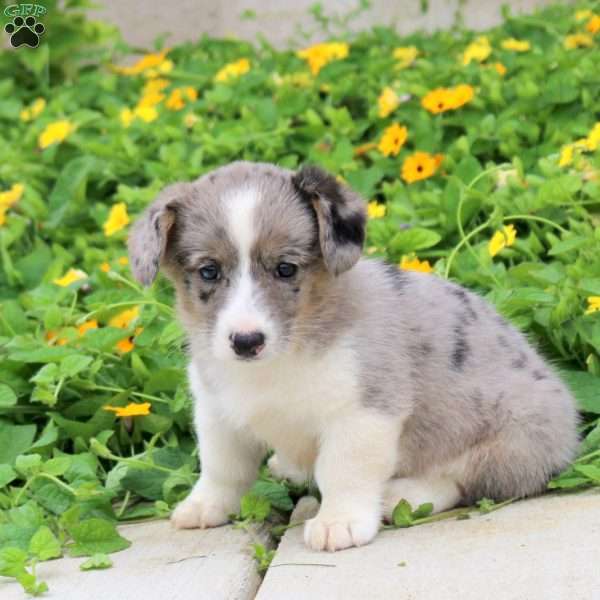 Anna, Pembroke Welsh Corgi Puppy