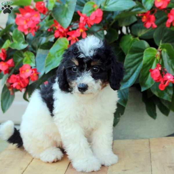 Anna, Mini Bernedoodle Puppy